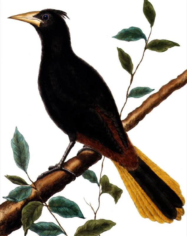 OROPENDOLA O MOCHILERO COMN. GULUNGO. 
Psarocolius decumanus.  Pilar Gmez