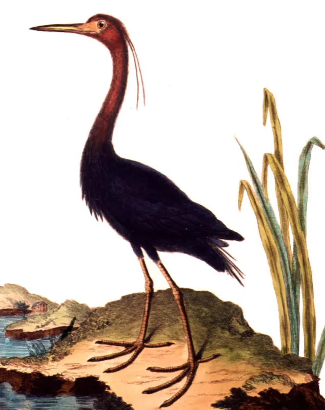 Garceta azulada.
Egretta caerulea.  Pilar Gmez