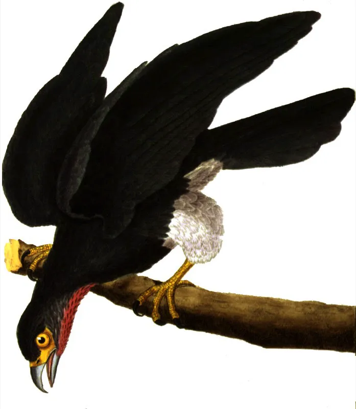 Caracara avispera.
Daptrius americanus. Pilar Gmez