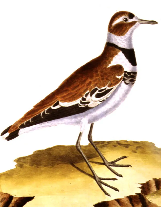 Tildio o chorlito de dos collares.
Charadrius vociferus. Pilar Gmez