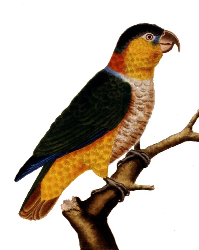 Loro o cotorra calzoncito.
Pionites melanocephalus.  Pilar Gmez