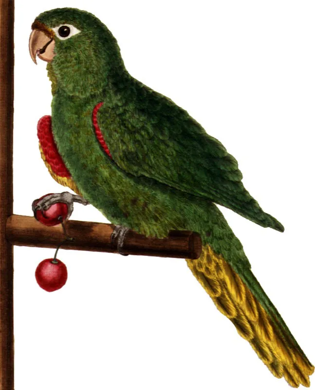 Perico guyanense.
Aratinga leucopthalmus.  Pilar Gmez