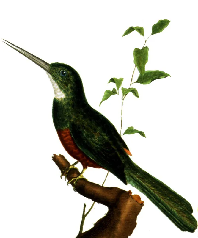 Yacamar o jacamar colirrufo.
Galbula ruficauda (o G. galbula).  Pilar Gmez