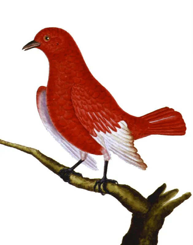 Cotinga morada aliblanca. 
Xipholena punicea.  Pilar Gmez