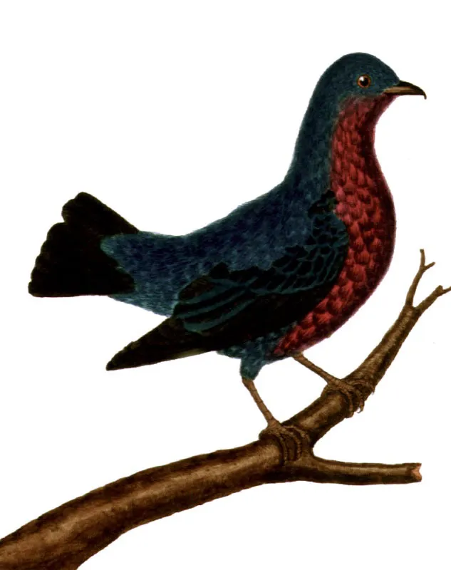 Cotinga pechimorada.
Cotinga cotinga.  Pilar Gmez