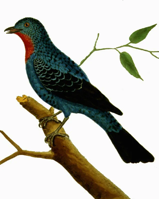 Cotinga.
Cotinga cayana. Pilar Gmez