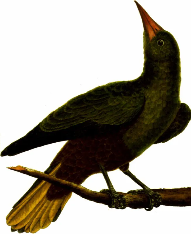 Oropendola o mochilero verde.
Psarocolius viridis Pilar Gmez