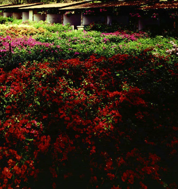 Vivero Las Mañanitas, Cali
