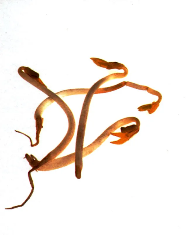 Brotes de soya
Moyashi Matthew Leighton