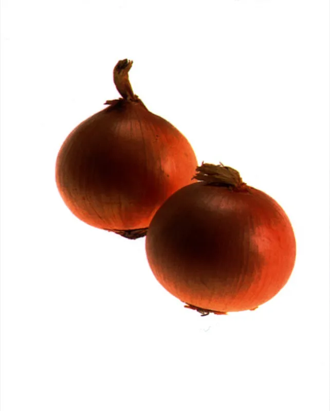 Cebolla cabezona
Tamanegi Matthew Leighton