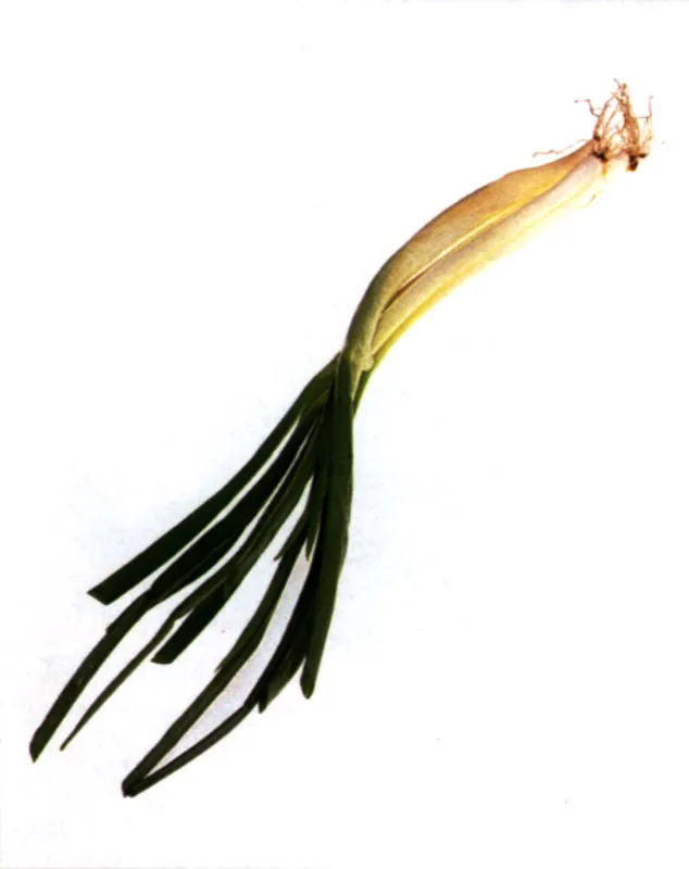 Cebolla larga
Naganegi Matthew Leighton