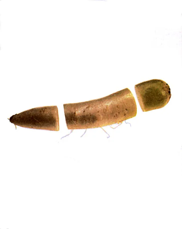 Rábano
Daikon Matthew Leighton