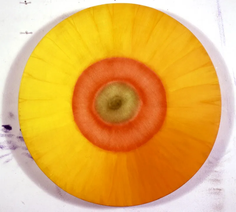 Girasol / 1984 / Óleo sobre lienzo / Diámetro 50 cm
Óscar Monsalve
