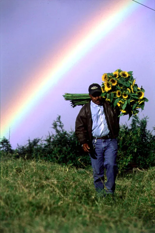 Recolección de girasoles. Escazú, San José Gloria Calderón