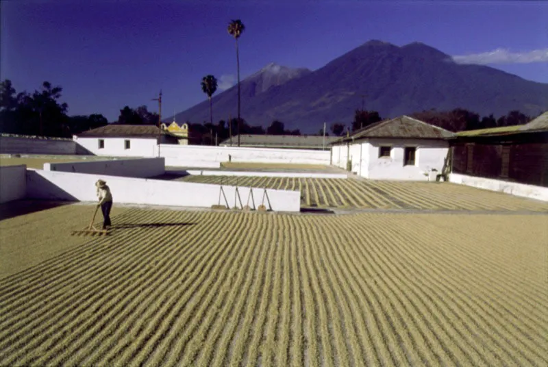 Finca Las Nubes, San Francisco Zapotitlán, Suchitepéquez.
Fotografía de Eadweard Muybridge, 1875.