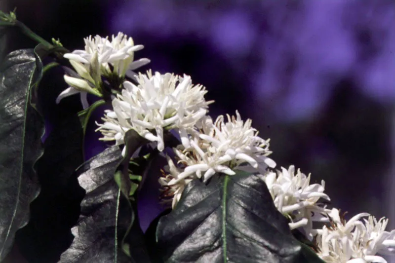 Florescencia del café. Finca San Isidro, Mazatenango, Suchitepéquez.