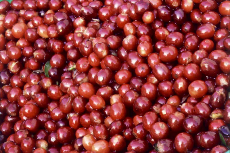 Café cereza, cosechado. Finca San Rafael Urías, Sacatepéquez.