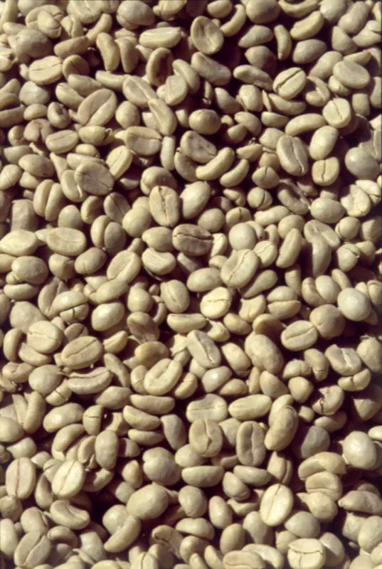 Café en pergamino. Finca El Baluarte, San Marcos.