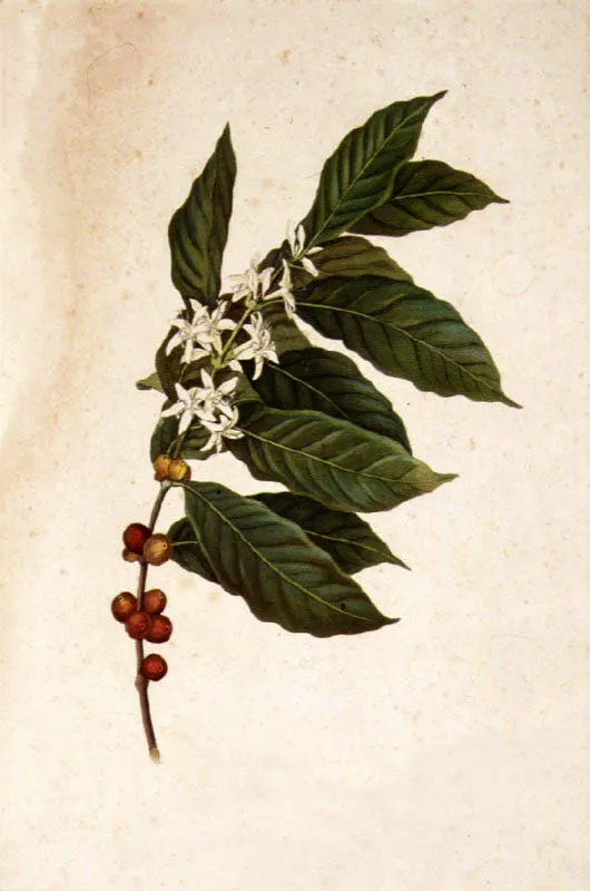 Coffea Arabica. Grabado en color de Thornton. 
1 de diciembre de 1808.
 