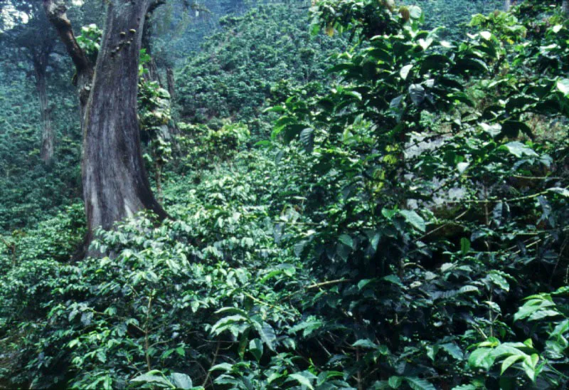 Cafetal en bosque subtropical. Finca El Injerto, Huehuetenango.