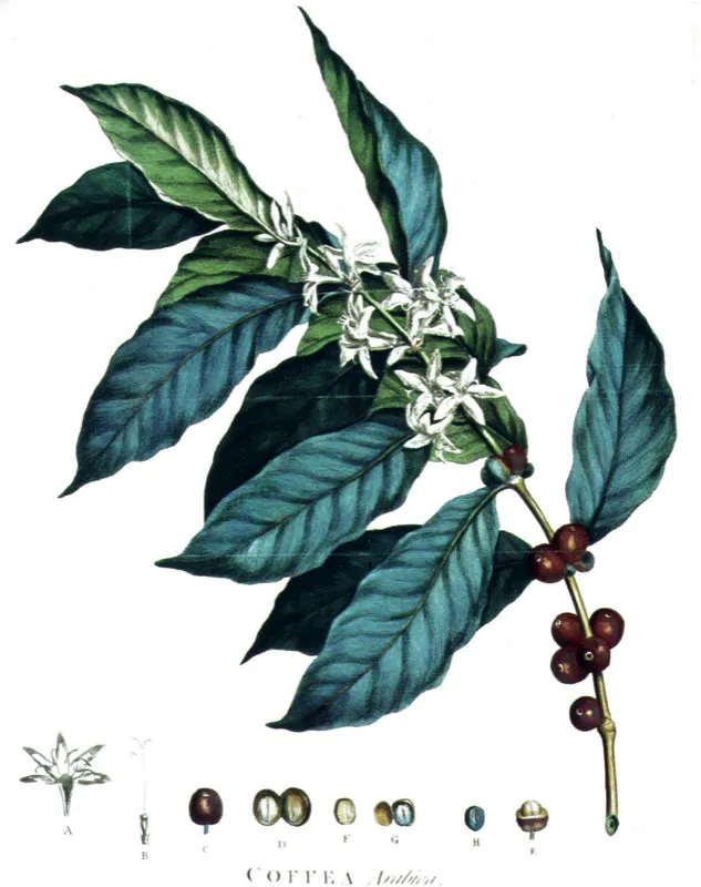 Grabado en colores de una rama de cafeto, con flor, fruto y hojas, publicado en el libro de John Ellis.