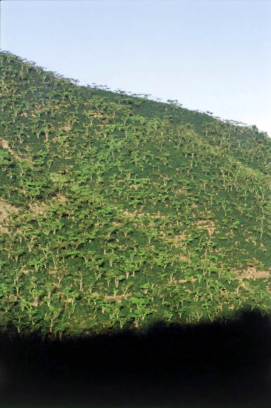 Cafetal con sombra. Finca Huixoc, Huehuetenango.