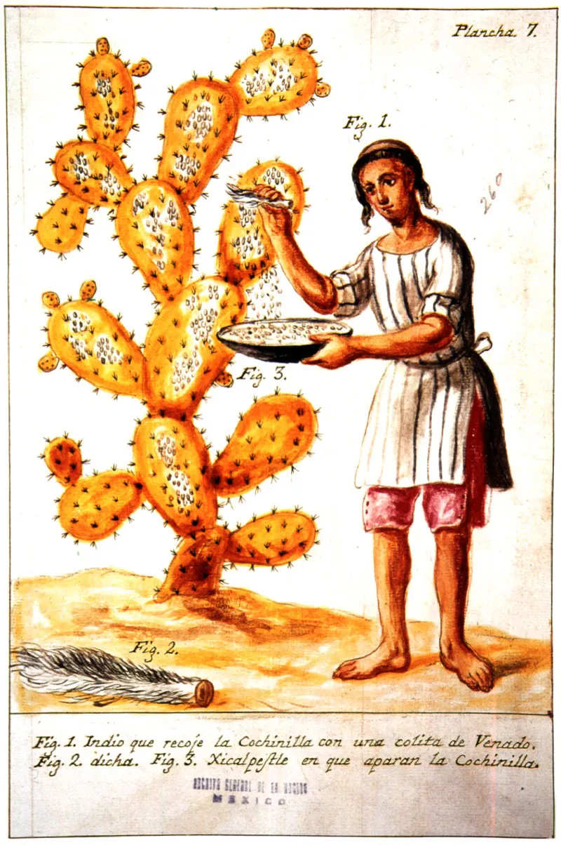 Indgena barriendo con una cola de venado los insectos de la cochinilla del nopal. La cochinilla es recogida en un comal. 
J.J. Alzate, 1777. Biblioteca del Palacio Real, Madrid. 