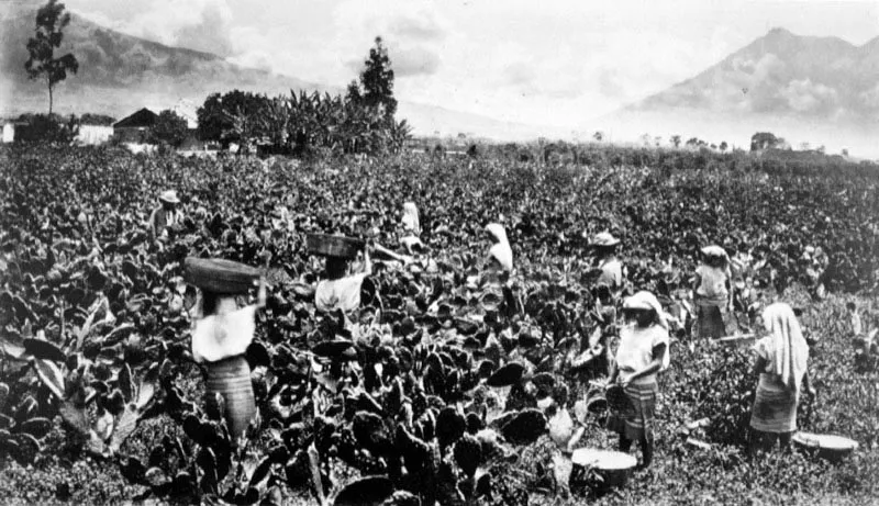 Plantación de nopales para la crianza de cochinilla en el Altiplano central de Guatemala.
Única fotografía existente de una nopalera donde se cosecha cochinilla. En esos años estaba por desaparecer dicho cultivo. Fotografía de Eadweard Muybridge, 1875.