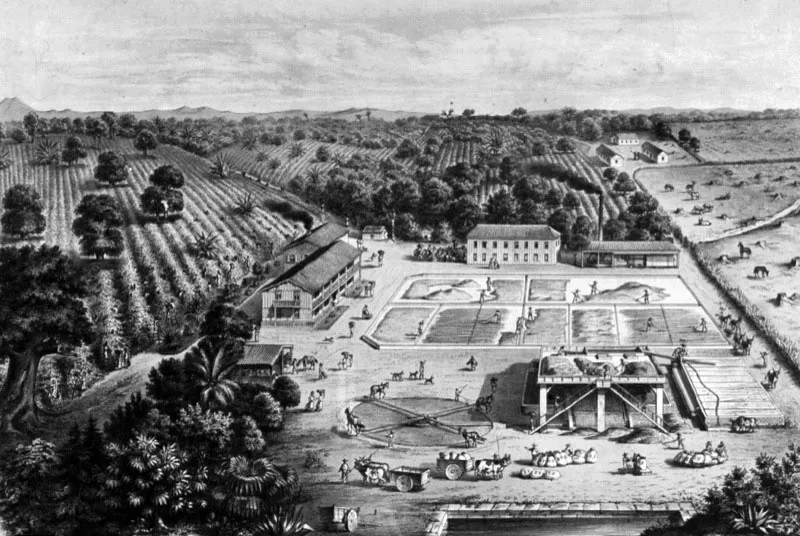 Grabado de una hacienda de café en San Marcos, que ilustra el proceso de cosecha y beneficiado de café, década de 1880.
