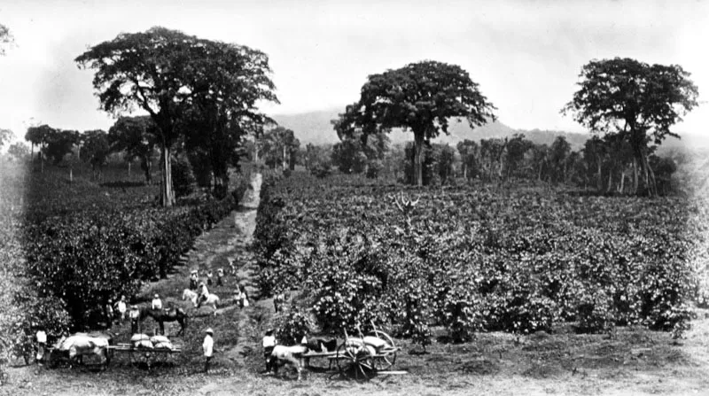 Trabajadores en cafetal de la finca Las Nubes, Mazatenango, Suchitepéquez. Fotografía de Eadweard Muybridge, 1875.