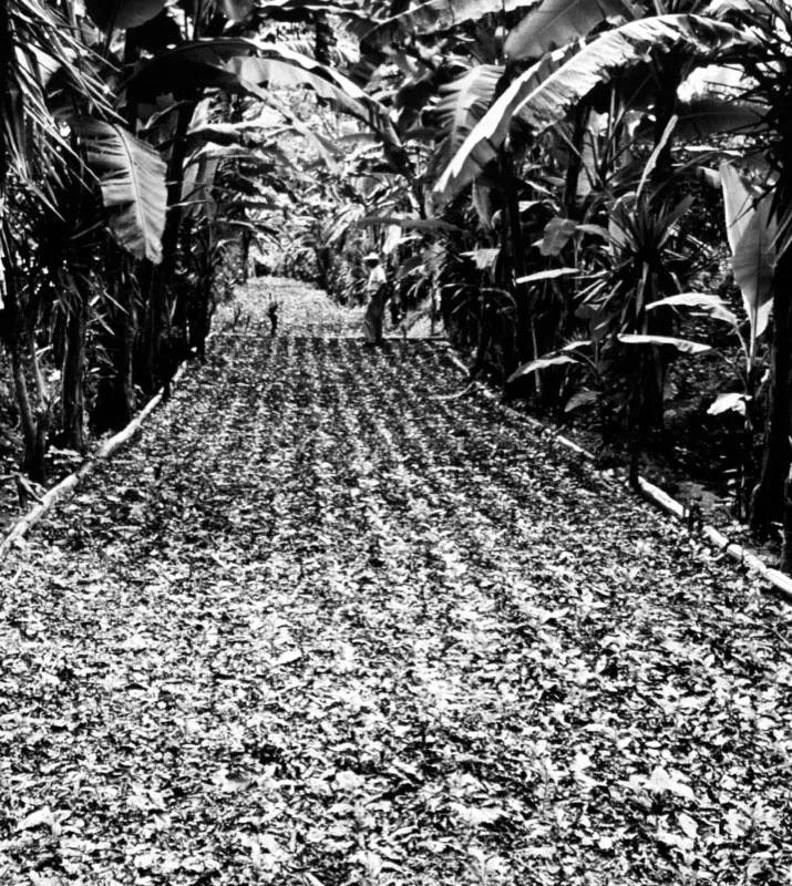 Semillero con sombra de bananales. Foto de la Academia de Geografía e Historia de Guatemala.
