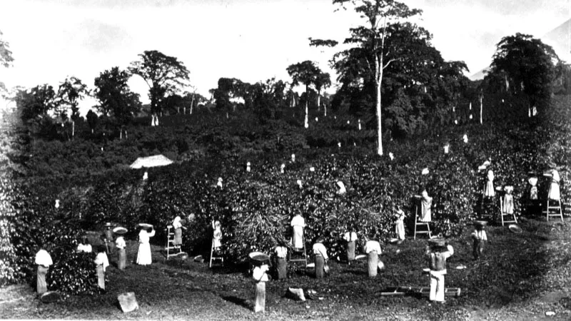 Mujeres y hombres en la cosecha de caf. Ntese el uso de escaleras para llegar a las ramas altas sin daar el cafeto. Fotografa de Eadweard Muybridge, 1875. 