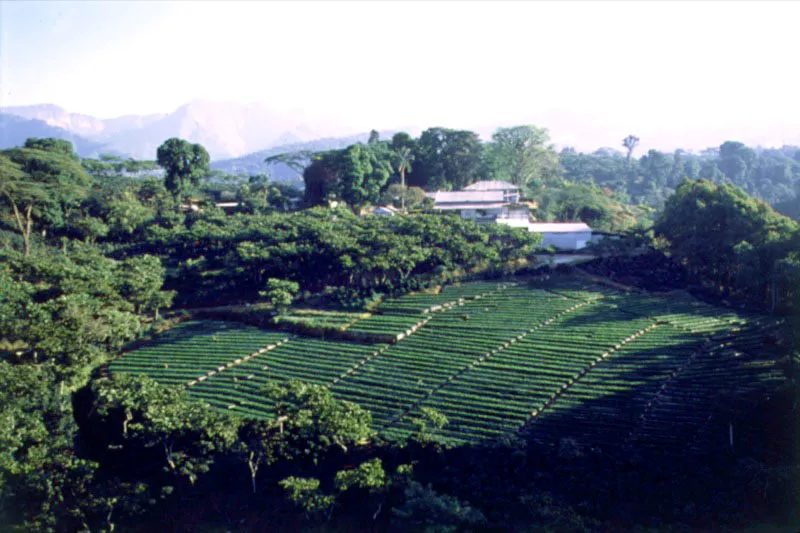 Finca con almcigos en dobles filas. San Marcos. 