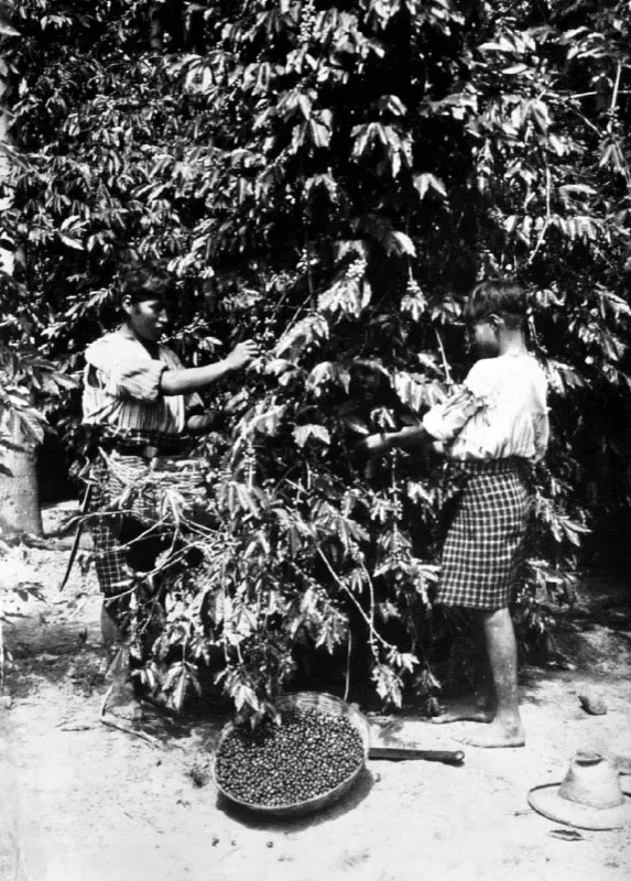 Ranchería en una finca de café en la bocacosta sur.