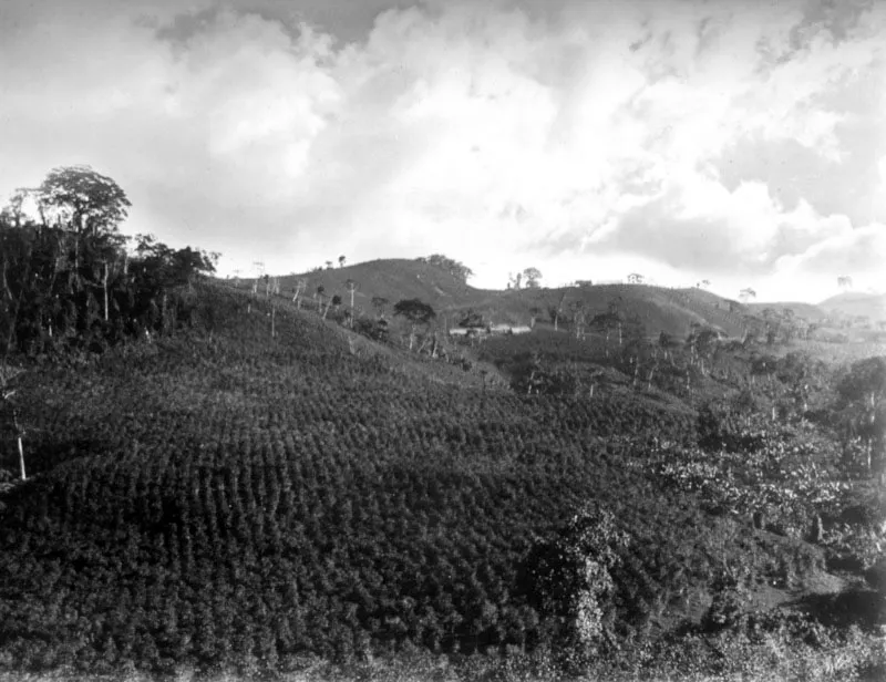 Siembra de café en la bocacosta, ca. 1920.