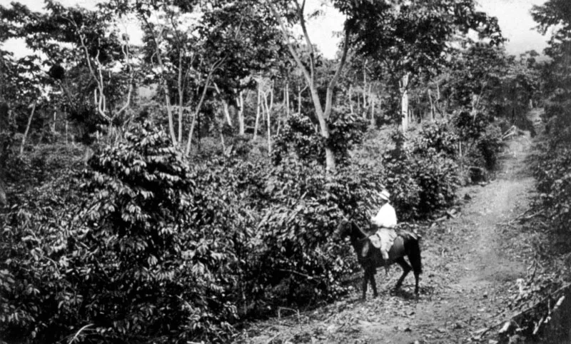 Cafetal en la finca Mocá, Santa Bárbara, Suchitepéquez, ca. 1920.