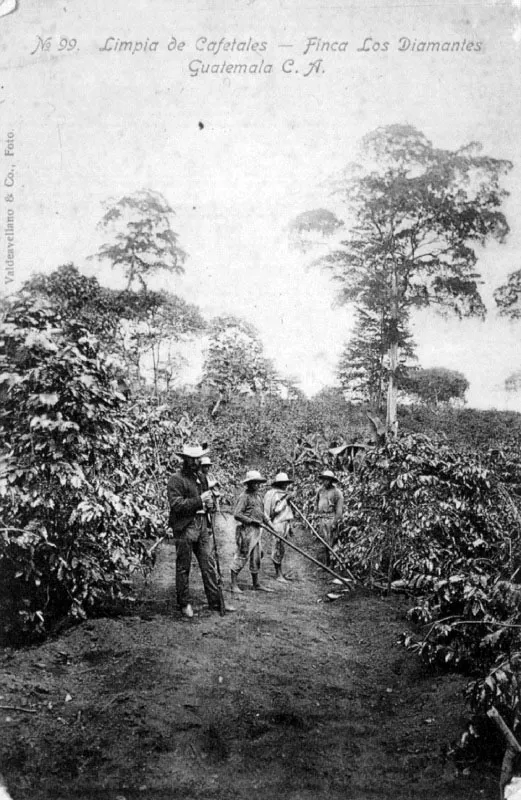 Limpia de cafetales, finca Los Diamantes, Escuintla, de la Compañía Hanseática de Plantaciones Guatemala-Hamburgo.