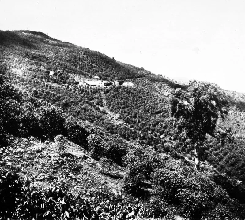 Finca Moccá, La Tinta, Alta Verapaz, ca. 1920.