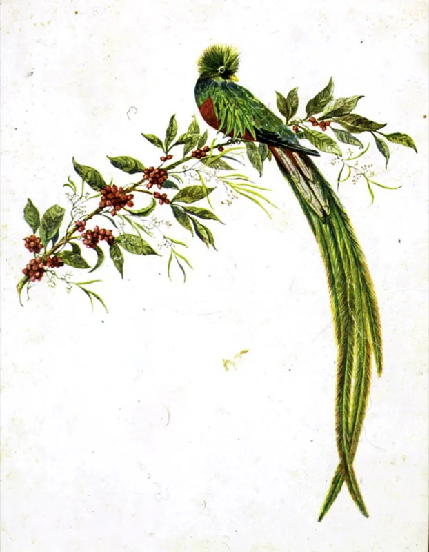 Postal que representa un quetzal sobre una rama de café.