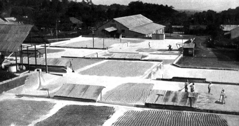 Patio de secado de la finca Helvetia, Quetzaltenango.