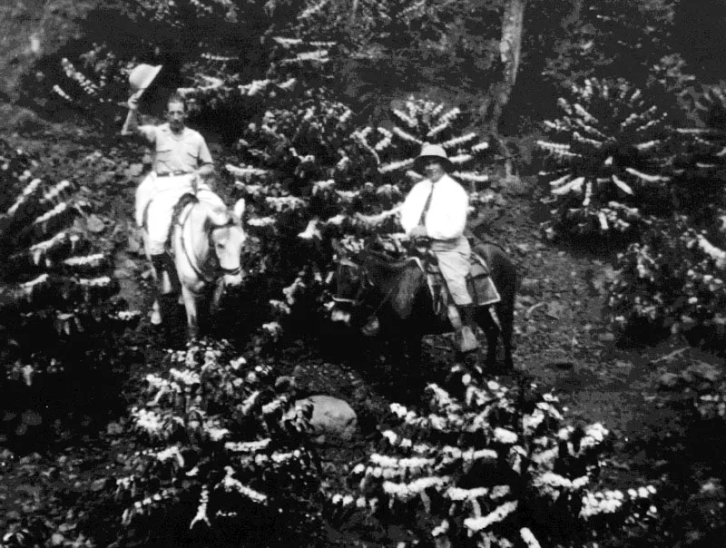 Finca Pampojilá, San Lucas Tolimán, Sololá, los señores Óscar Díaz Raphaël y Eduardo Díaz Barrios en medio de una floración espléndida, 1940.