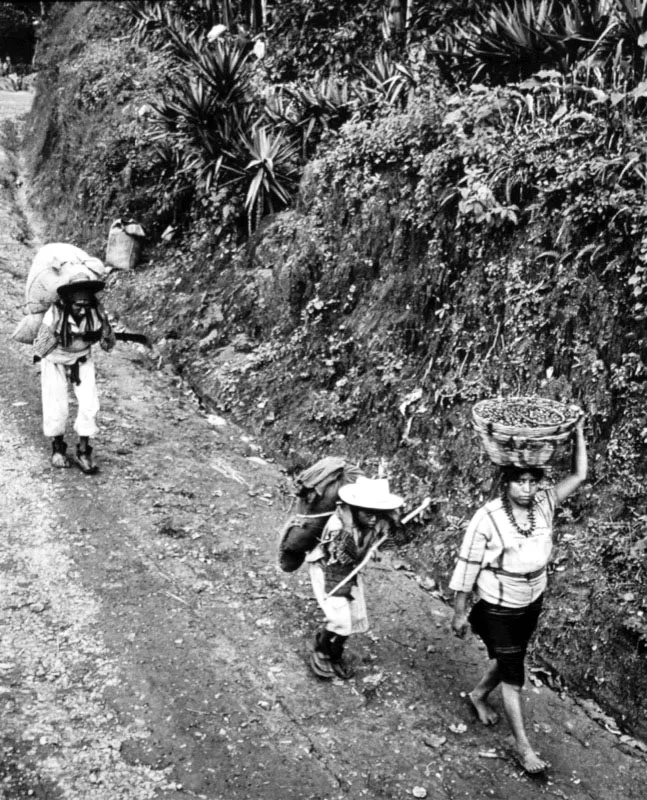 Cortadores cargando café recién cortado.