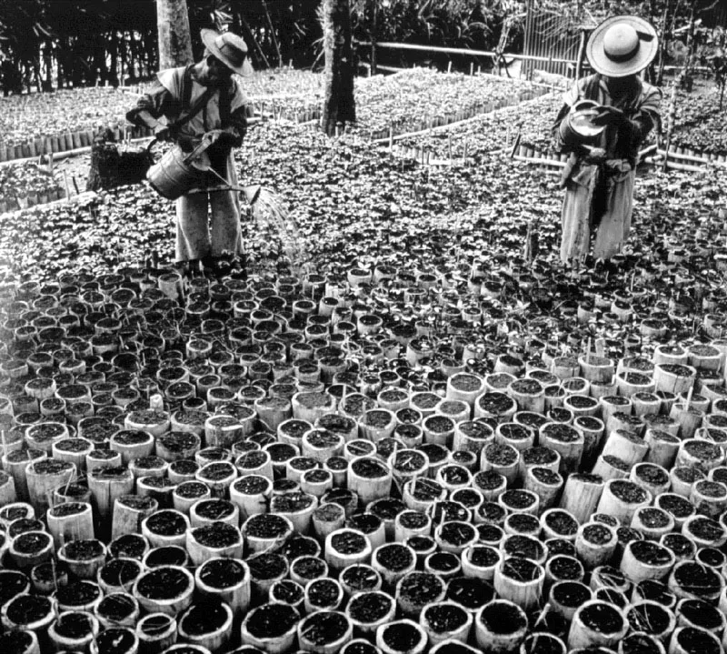 Almácigos en tubos de bambú, finca Oná, 1950. Fotografía de George Holton.