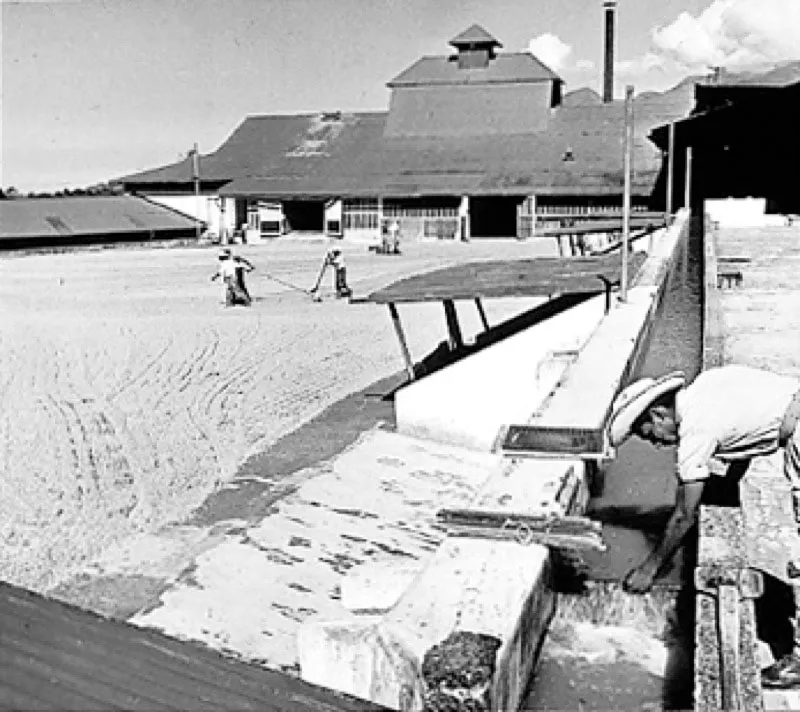 Patio de secado y lavado de finca Oná, de los Hermanos Hawley, en El Quetzal, San Marcos. Fotografía de George Holton, 1950.