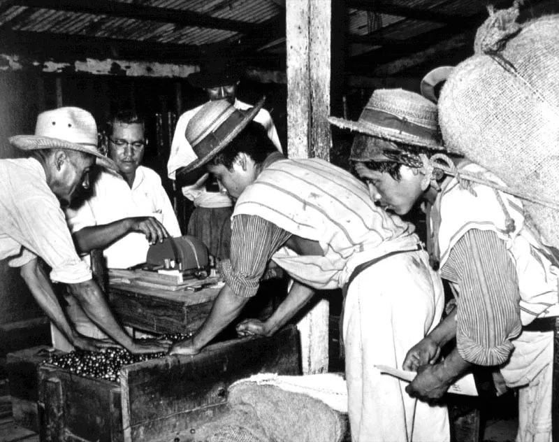 Entrega y pesa de caf, finca On. Fotografa de George Holton, 1950. 