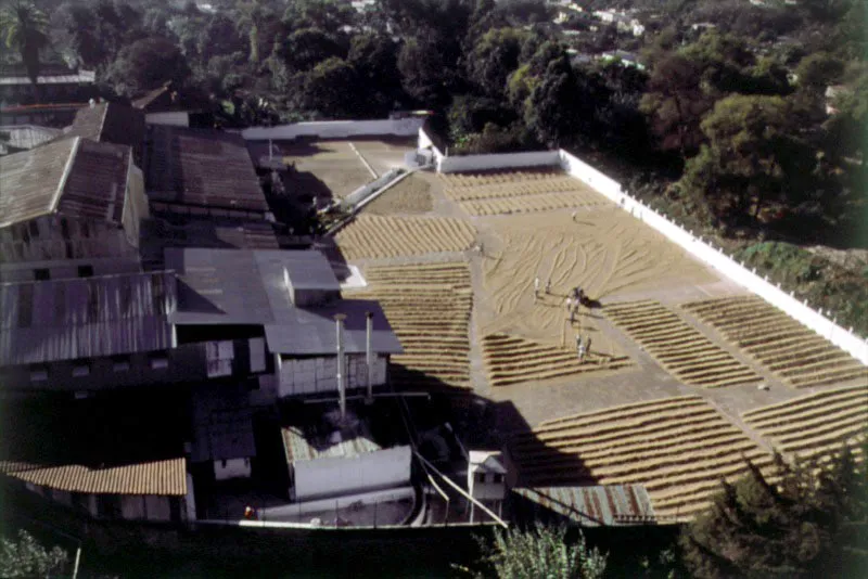 Vista aérea del patio de secado, finca Pastores, Antigua, Sacatepéquez.