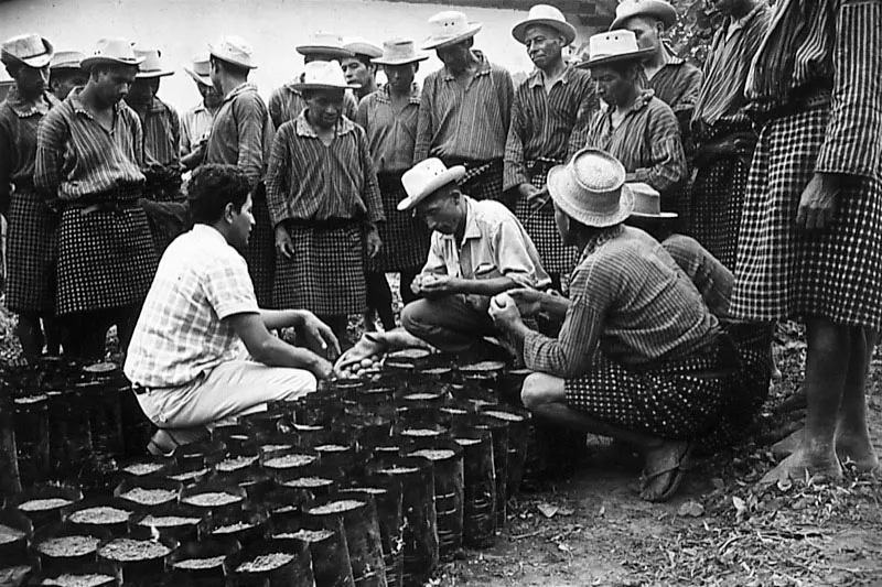 Pequeños productores con almácigos de la bocacosta de Sololá.