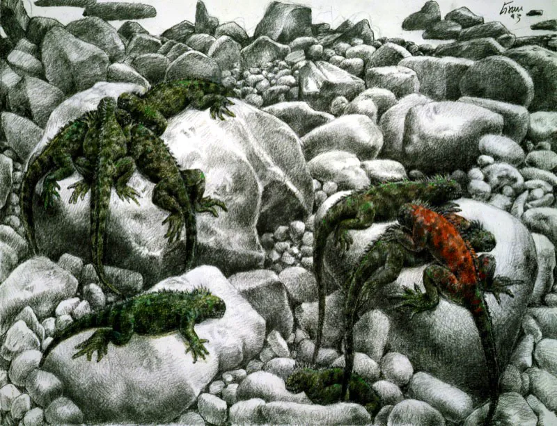 Galpagos, Iguanas. 1993. Carboncillo y pastel sobre papel. 110 x 140 cm 