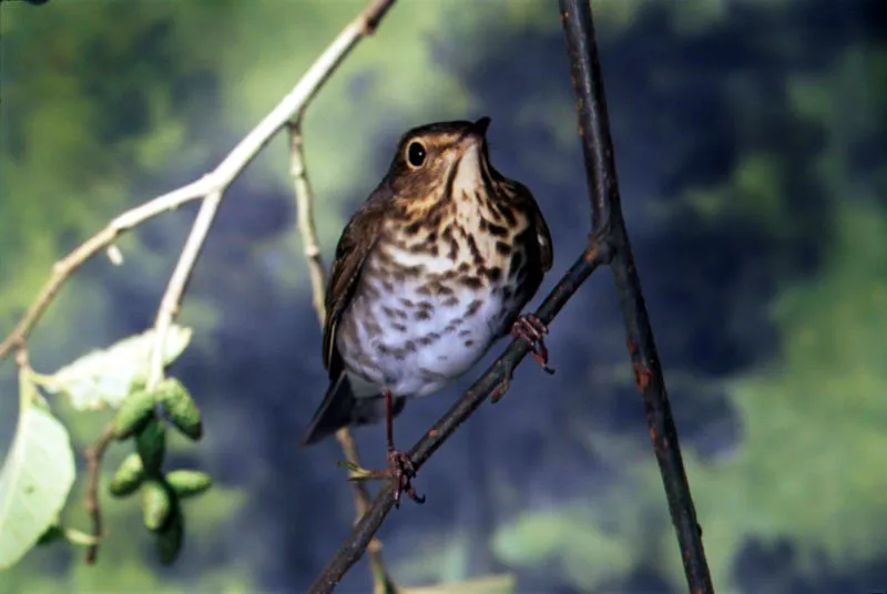 Mirla buchipecosa. Catharus ustulatus.