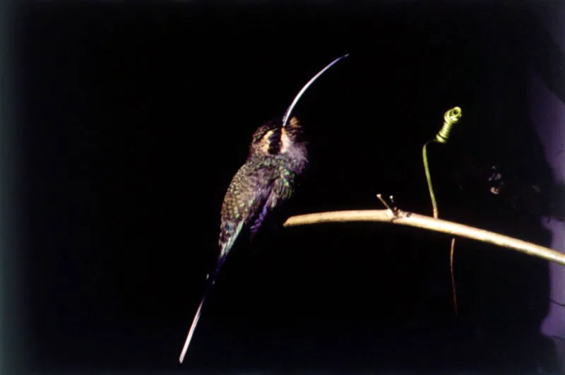 Atlaphetes schitaceus.